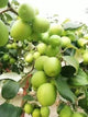 Thai Green Apple Ber