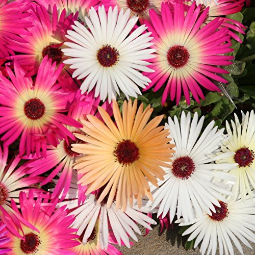 Heavens Mixed (Burf) Flower Seeds