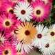 Heavens Mixed (Burf) Flower Seeds