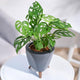 Broken Heart plant