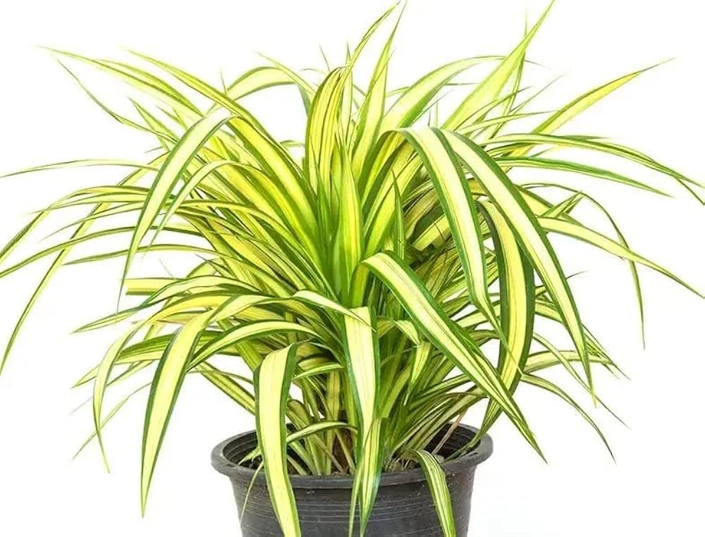 Pandanus