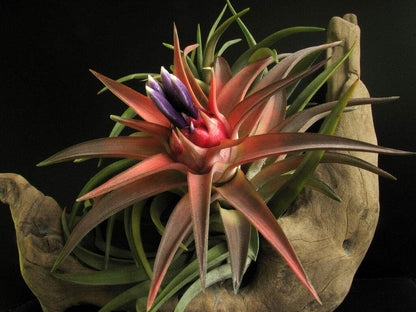 Tillandsia Victoria Air Plant Pack Of 2