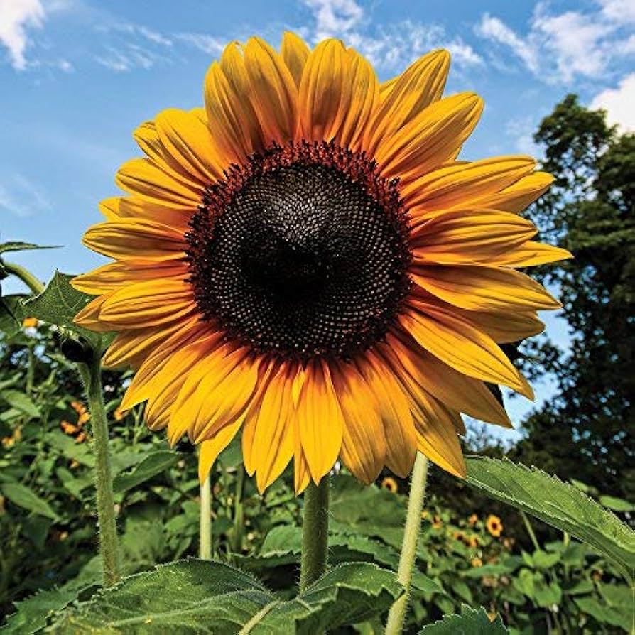 sunflower seeds [100 seeds]