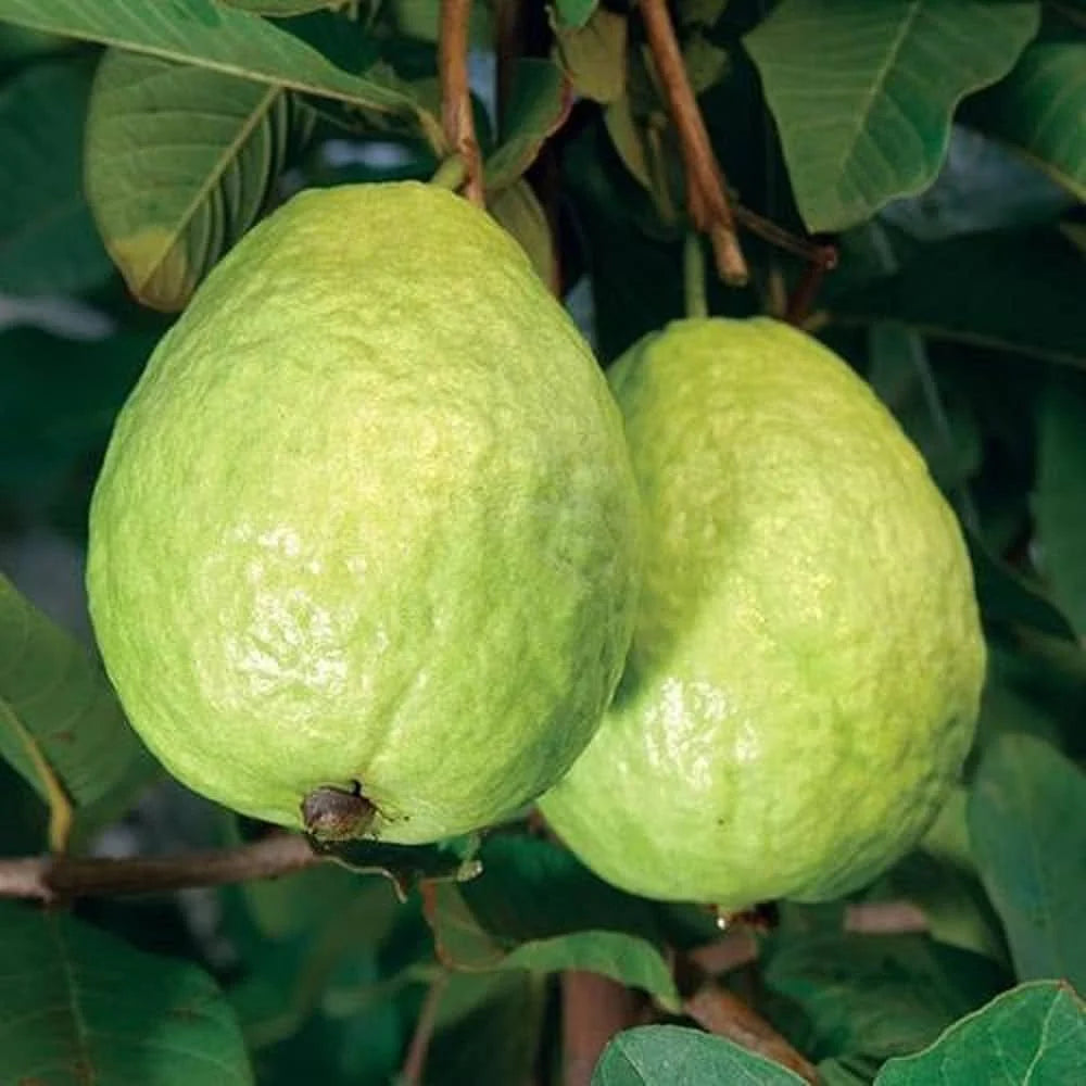 L49 Guava