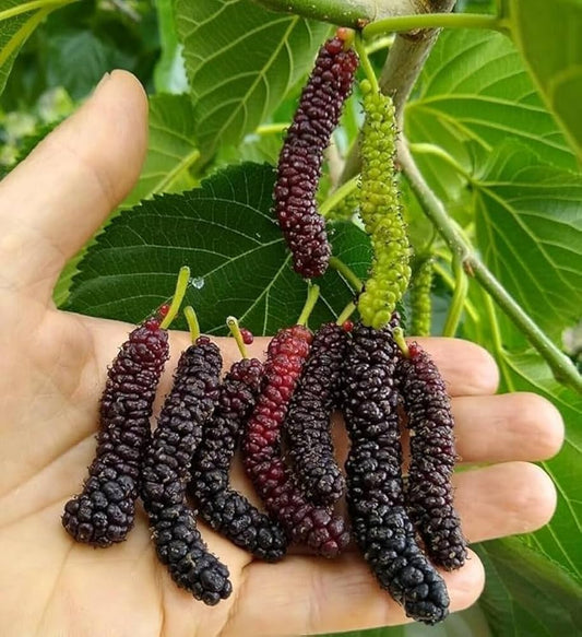 shahtoot / Mulberry