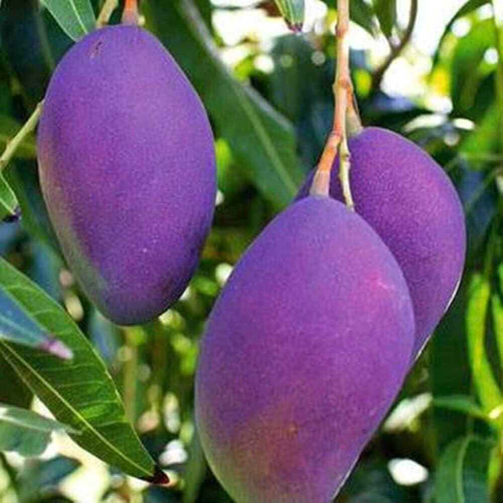 Nam doc Mai shimone Mango