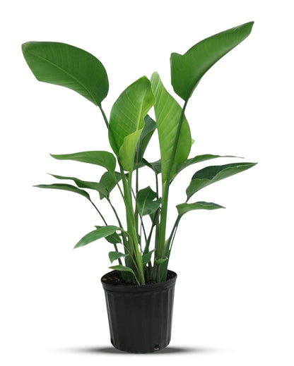bird of paradise plant