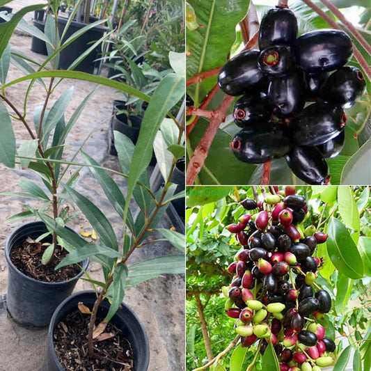 India - Jamun North