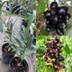 India - Jamun North