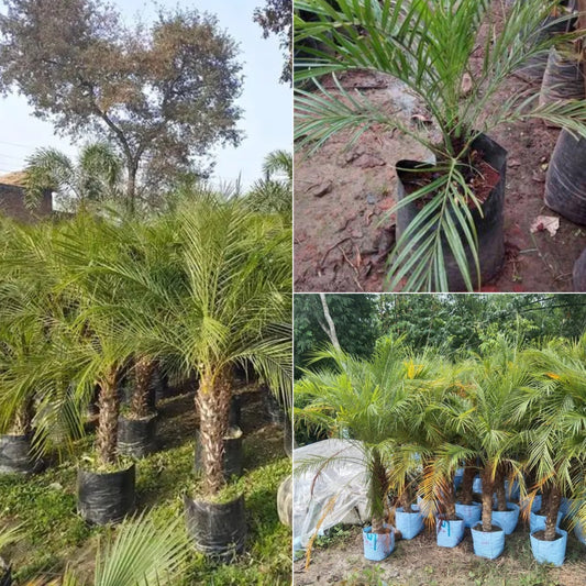 Phoenix Palm