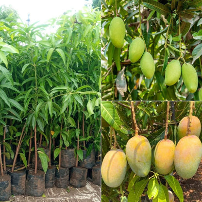Kesar Mango