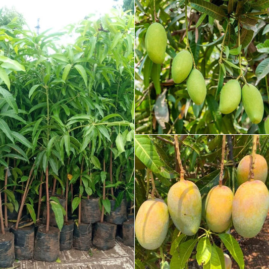 Kesar Mango