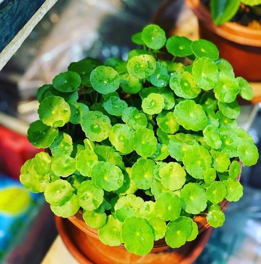 pilea plant