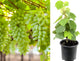 Green Grapes