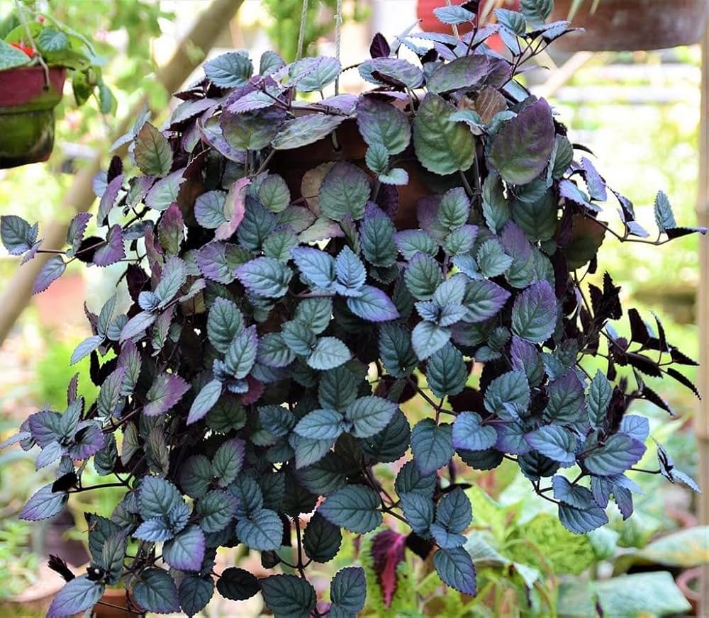 red flame ivy