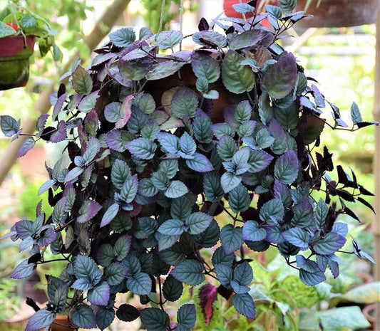 red flame ivy