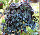 red flame ivy