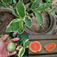 Variegated Guava