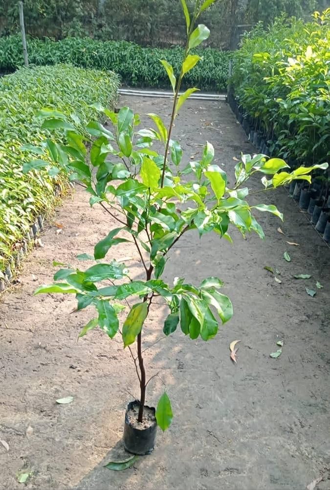 Borsali