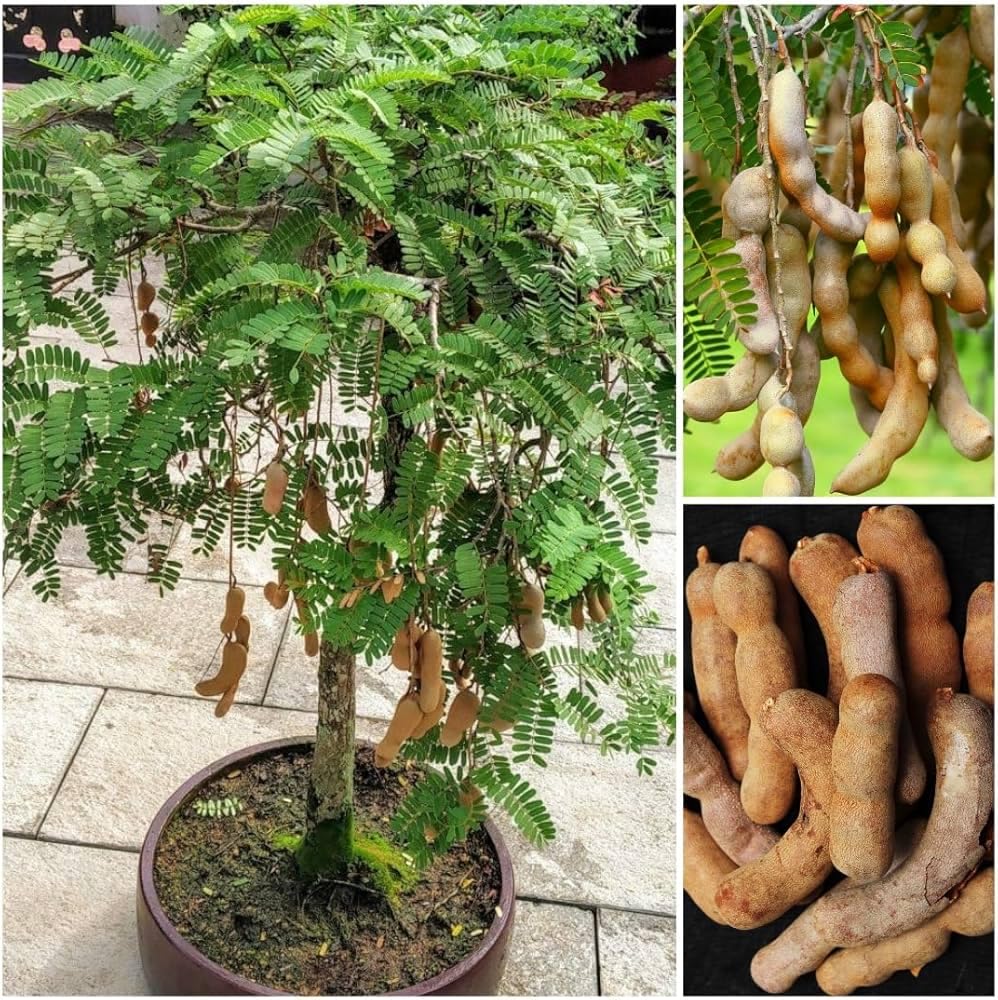 Sweet Tamarind