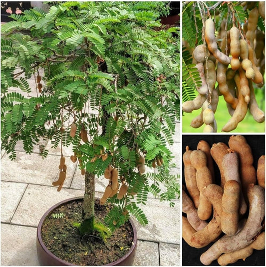 Sweet Tamarind