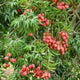 Lychee