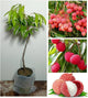 Muzaffarpur Litchi