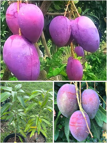 Miyazaki mango