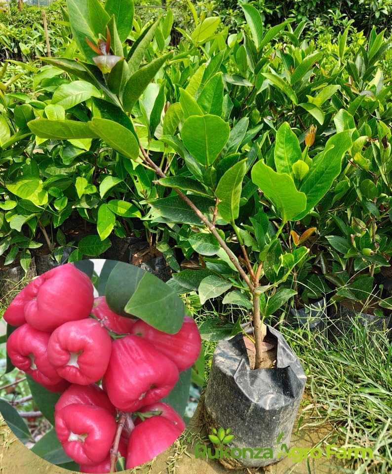 Red Water Apple