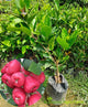 Red Water Apple