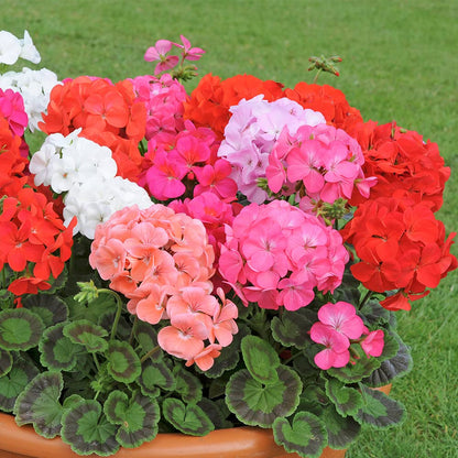 F1 Zonal Mixed Flower Seeds