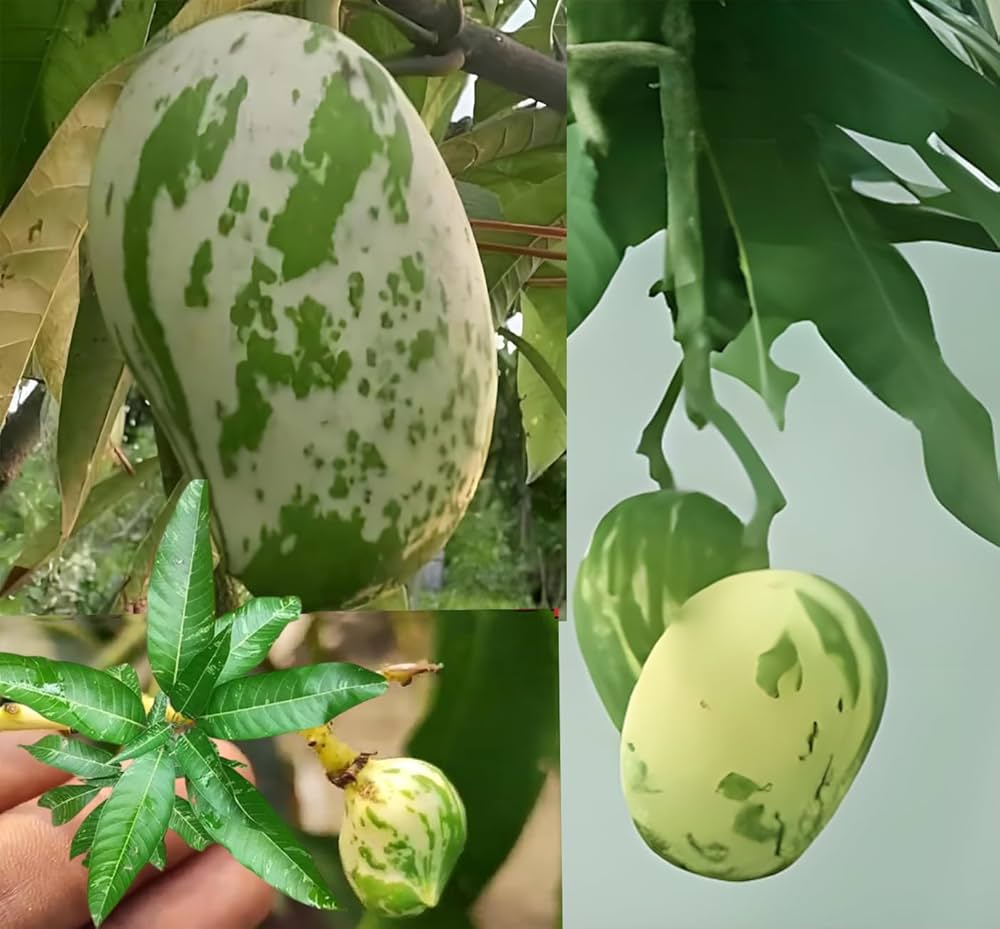 Variegated Mango