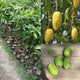 Chausa Mango