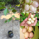 Thai White Jamun