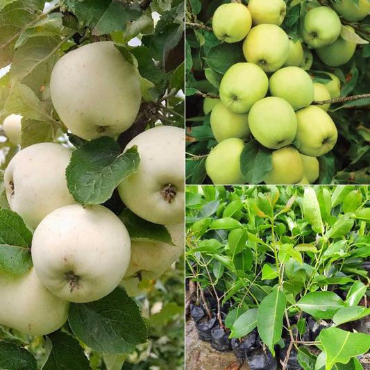 White Apple