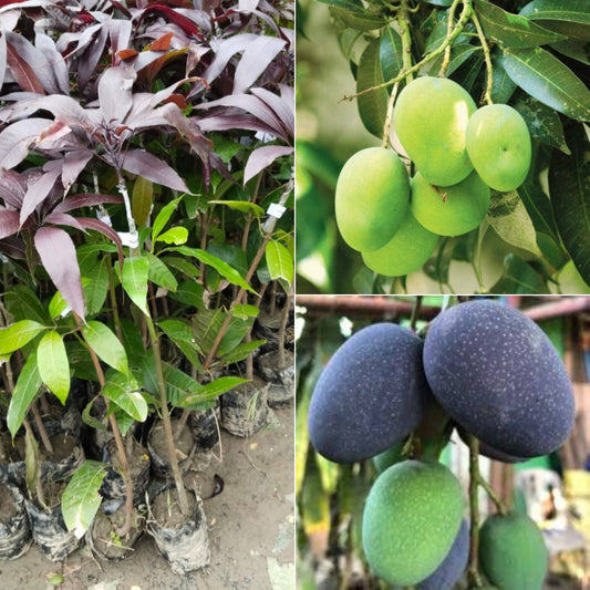 Indonesia - Kasturi Mango