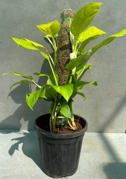 Golden Pothos