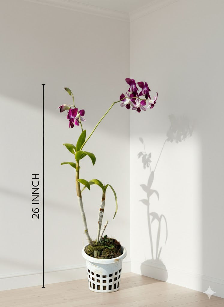 Orchid
