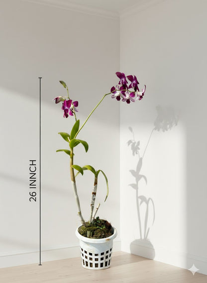 Orchid