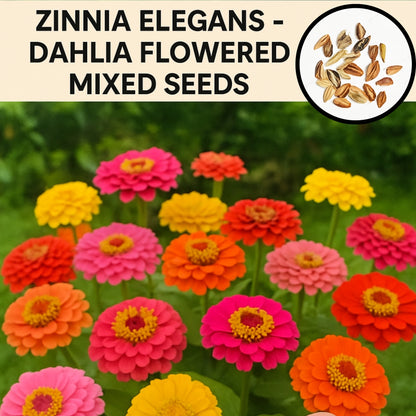 Zinnia Dahlia Flowered Mixed - Buy 1 Get 1 Free (200 Seeds)