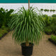 Malaysian dracaena plant