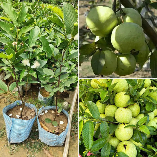7- Guava