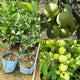 7- Guava