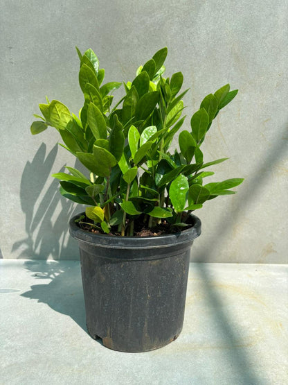 ZZ Plant