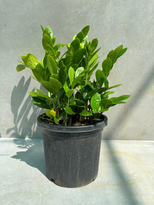ZZ Plant