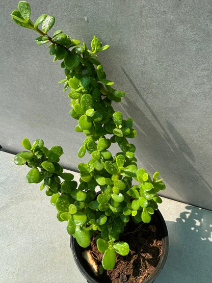 Jade plant