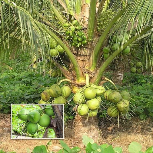 Malaysian dwarf nariyeli