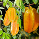 Sweet Star Fruit