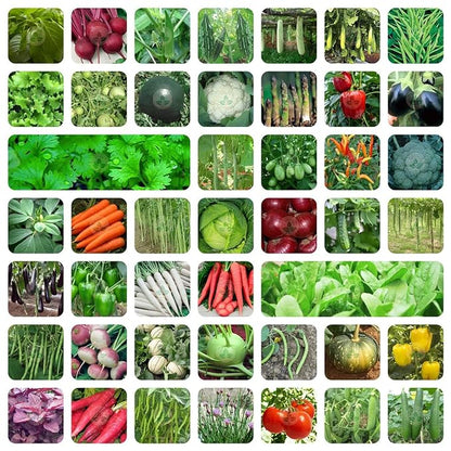 Vegetable Seeds Vault ( 45 types of verity 3000+Seeds in packet )