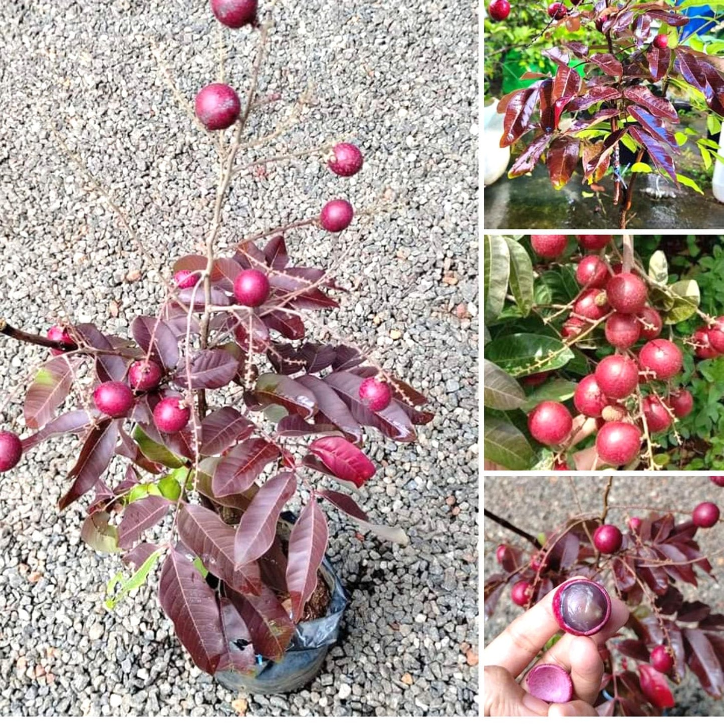 Red Ruby Longan